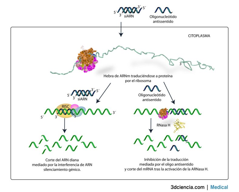 Transfección en las células de pequeños ARN interferentes siARN o de oligonucleótidos antisentido y su mecanismo de actuación.