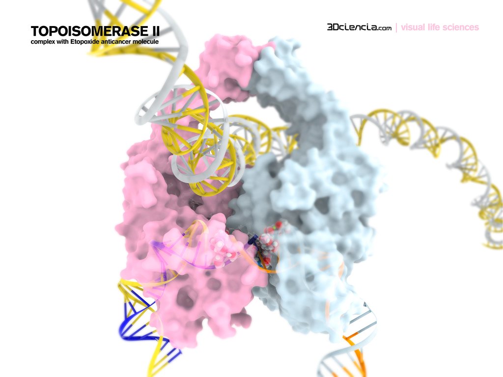 topoisomerase ii inhibitor helicase ADN dna etopoxide etopoxido anticancer drug