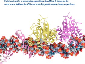 Methylase, 6-Zn-fingers, epigenomics, edition, Fusion protein of DNA Methylase and 6-zinc-fingers DNA specific sequence recognition.